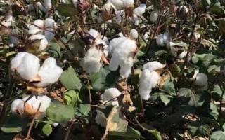 中棉698棉花品種的特性，常規(guī)灌棉田生育期灌水3次