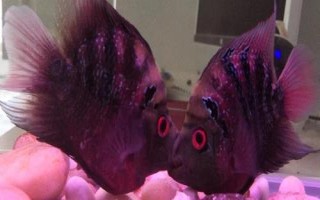鸚鵡魚有沒有黑色的，麒麟鸚鵡魚呈黑色