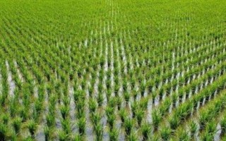 春優(yōu)87水稻品種的特性，每畝有效穗數(shù)14.5萬穗
