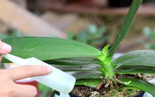 蝴蝶蘭的養(yǎng)護(hù)方法，適合在15-20℃左右生長(zhǎng)