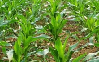 DF636玉米種子特征特性，全生育期灌水3-4次