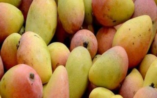 芒果結(jié)果期的管理辦法，一定要注意使用安全、高效、環(huán)保的藥劑
