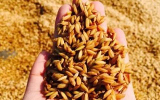 瑩香1號(hào)水稻品種簡(jiǎn)介，每畝栽插1.8萬(wàn)穴