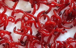 黃顙魚的食性，魚苗階段主要以浮游動物為食