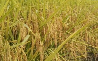 華兩優(yōu)2834水稻種子特點(diǎn)，全生育期138.2天