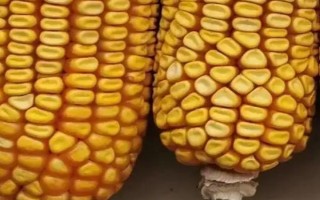 爾豐18玉米品種簡(jiǎn)介，該品種屬中熟雜交玉米