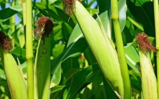 瑞禾白糯80玉米種子簡介，鮮食糯玉米品種