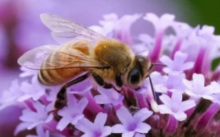 秋天有哪些益蟲，包括蟈蟈、蜜蜂、螳螂等常見種類