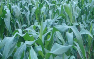 新科68(XK68)玉米種子介紹，中抗大斑病