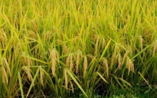 華農(nóng)99水稻品種的特性，5月初播種