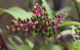 商陸的花語(yǔ)，寓意情意綿綿