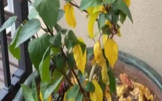 花卉黃葉病如何防治，遇旱時(shí)需及時(shí)澆水