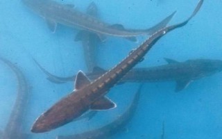 鱘魚屬于淡水魚還是海魚，應(yīng)視情況而定