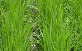 龍王糯81水稻品種簡(jiǎn)介，4月中旬至5月上旬播種