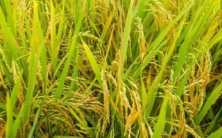 柒兩優(yōu)785水稻種子介紹，秧田畝播種量20千克
