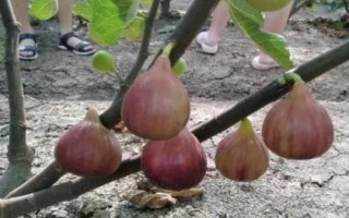 無(wú)花果的種植技術(shù)，可扦插、壓條或分株繁殖