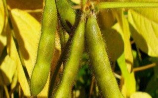 皖黃506大豆種子特征特性，注意防治蚜蟲