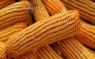 德育919玉米種子特征特性，比對照品種鄭單958早4天