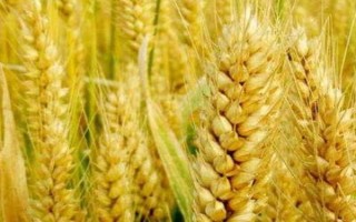 天麥863小麥種子介紹，中晚熟品種