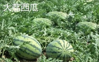 陜西省榆林市的特色水果，包括清澗紅棗和陜北山杏等種類