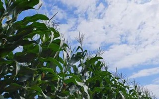 豫青貯23玉米品種的特性，注意防治絲黑穗病和小斑病
