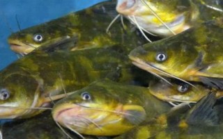 黃骨魚養(yǎng)多久才能上市，需養(yǎng)殖12-13個月才能售賣