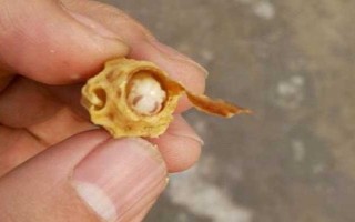 免移蟲育王盒的如何使用，先放到蜜糖水中浸泡2-4小時(shí)