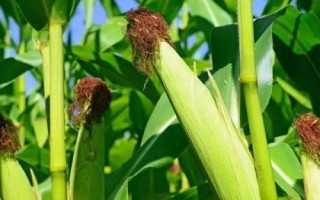 金穗319玉米品種的特性，出苗至成熟128天