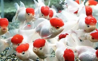 金魚(yú)頭瘤破的原因，一般是魚(yú)群互斗導(dǎo)致的