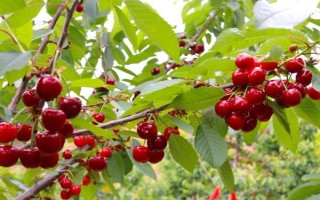 車?yán)遄拥姆N植環(huán)境介紹，可以在每年4-5月份進(jìn)行種植