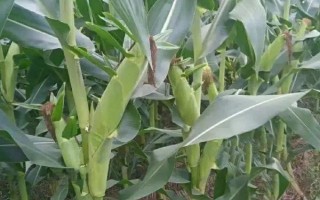澤玉136玉米種子簡(jiǎn)介，生育期104天左右