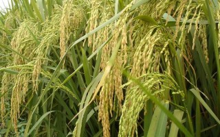 紅香優(yōu)銀占水稻品種的特性，一般5月中下旬—6月上旬播種