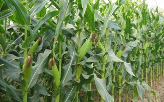 YN2101玉米品種簡(jiǎn)介，種植密度不宜過(guò)大