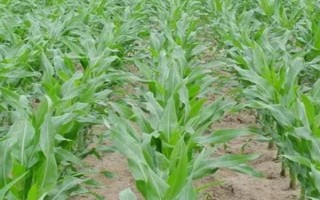 美豫811玉米品種的特性，4月下旬至5月上旬播種
