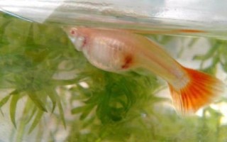孔雀魚(yú)母魚(yú)生產(chǎn)完多久放回原缸，盡量單獨(dú)飼養(yǎng)5天后再放