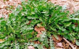 火爆野菜種植項(xiàng)目，香椿和薺菜等品種比較受市場(chǎng)歡迎