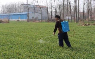 冬小麥常用哪些除草劑，分為防治闊葉草、禾本科草等類型