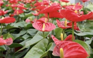紅掌爛根怎么辦，先洗根再剪掉爛根