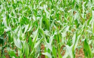 大地863玉米種子簡(jiǎn)介，平均生育期126.1天
