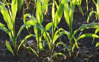 登義2號玉米品種簡介，旱地每畝3500株
