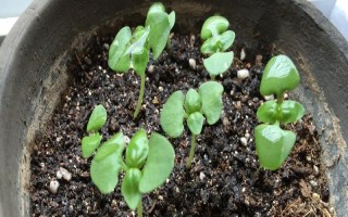 羅勒和荊芥的區(qū)別，葉片、味道和葉柄均不同