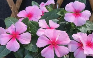 怎么養(yǎng)天天開(kāi)花，生長(zhǎng)期需要每10天左右施加一次肥料