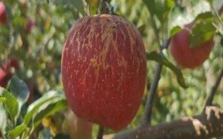 大涼山丑蘋果有幾個(gè)品種，主要有嘎啦、紅將軍、紅富士這3個(gè)品種