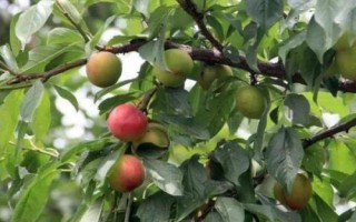 李子樹苗種植技術(shù)，一般在秋季落葉后至春季發(fā)芽前定植