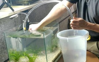 魚能吃什么，不同種類的魚吃的東西不同