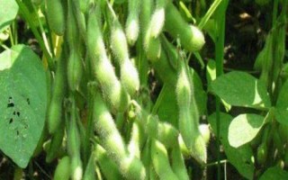 貢夏豆16大豆種子特點(diǎn)，該品種屬夏大豆品種