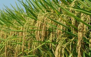 蘇秀810水稻種子介紹，遲熟中粳稻早熟常規(guī)品種
