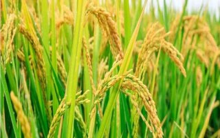 霽稻二號水稻種簡介，在適應(yīng)區(qū)播種期4月10日