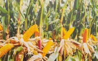 玉米的種植密度，每畝地可種植4000株左右