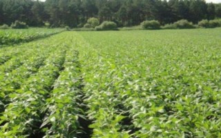 大豆菟絲子如何用草甘膦防治，稀釋藥液后可噴灑受害植株